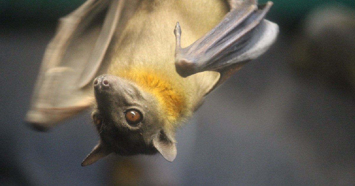 Straw-coloured Fruit Bat - largest bats in the world
