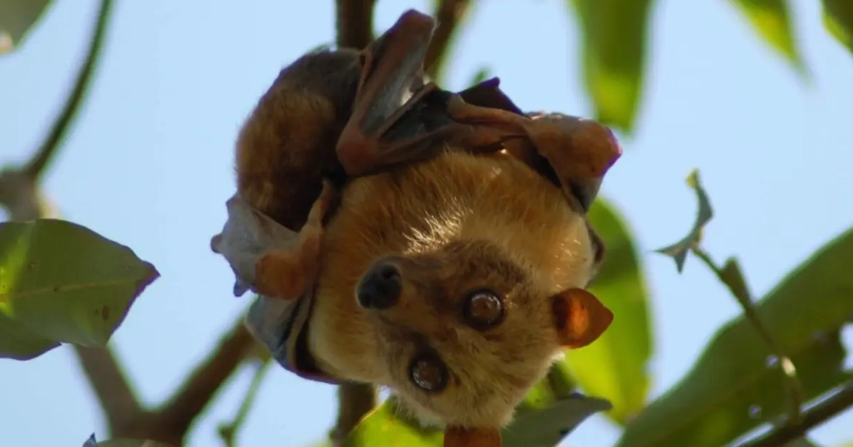 Sulawesi Flying Fox - largest bats in the world
