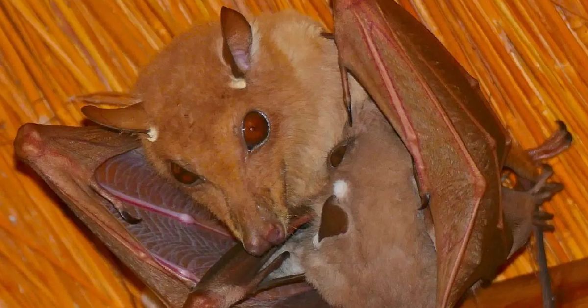 Wahlberg’s Epauletted Fruit Bat - largest bats in the world
