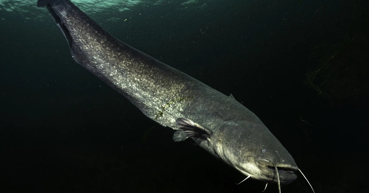 Wels Catfish - largest catfish species