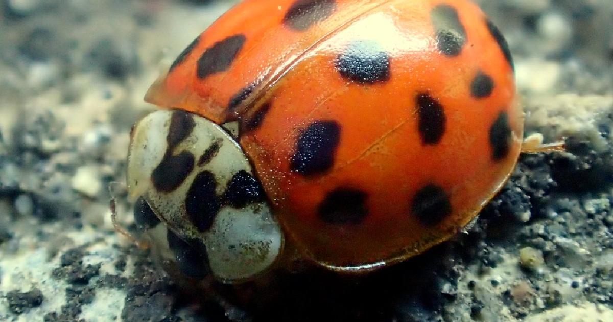 Asian Lady Beetle - largest ladybugs in the world