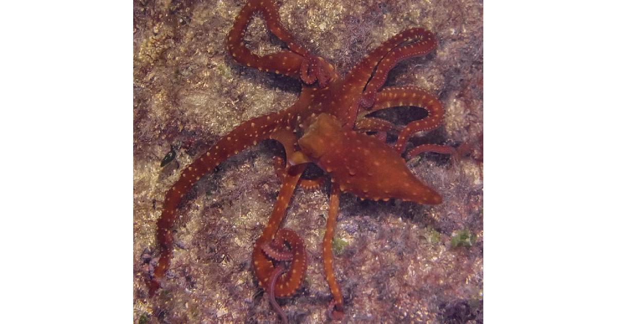 Atlantic White Octopus (Vulcanoctopus hydrothermalis) - largest octopus species in the world