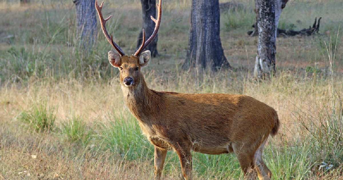 Barasingha (Rucervus duvaucelii) - largest deer species