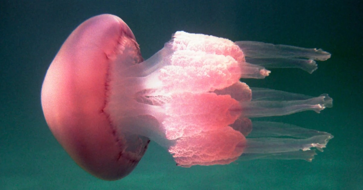 Barrel Jellyfish - largest jellyfishes in the world