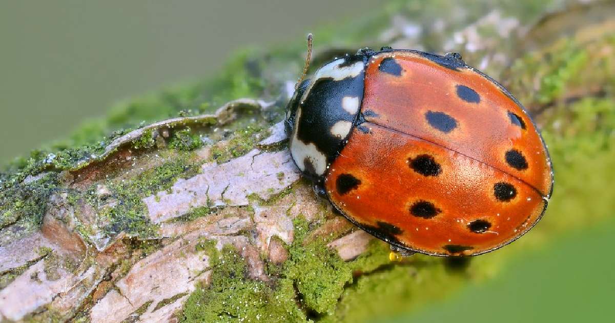 Eyed Ladybird - largest ladybugs in the world