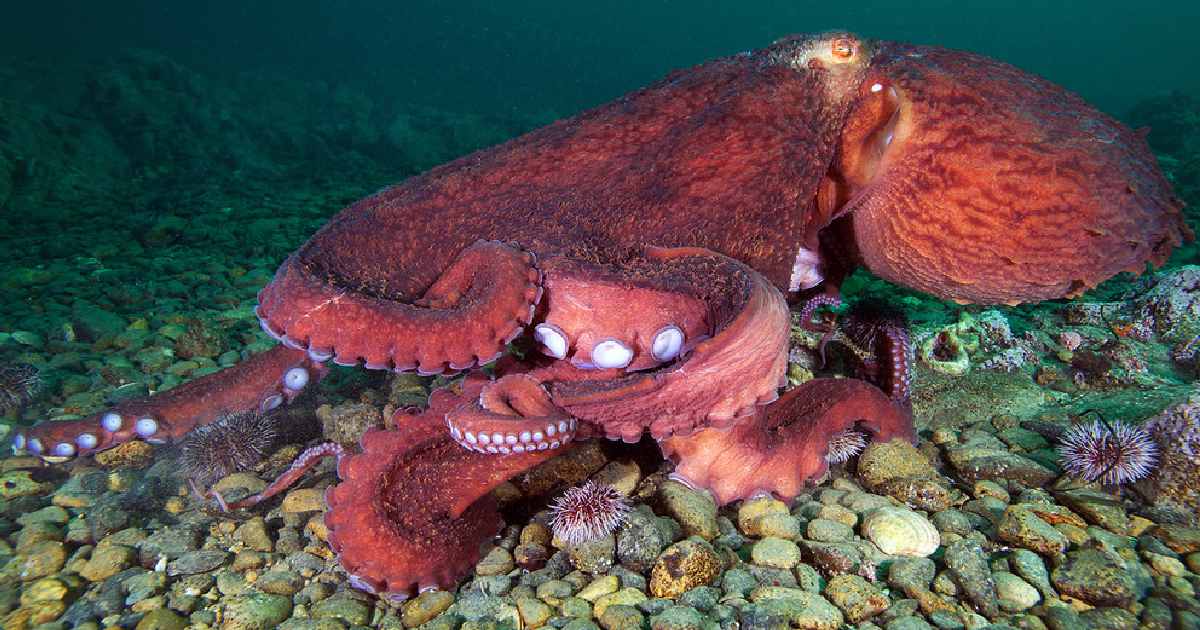 Giant Pacific Octopus (Enteroctopus dofleini) - largest octopus species in the world