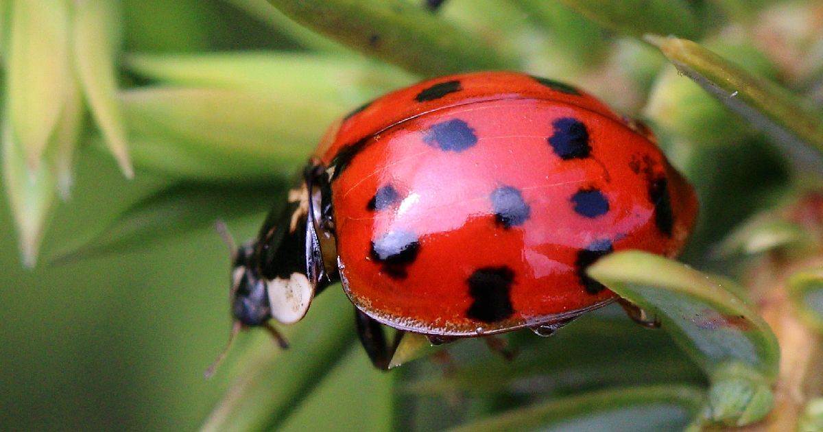 Harlequin Ladybird - largest ladybugs in the world