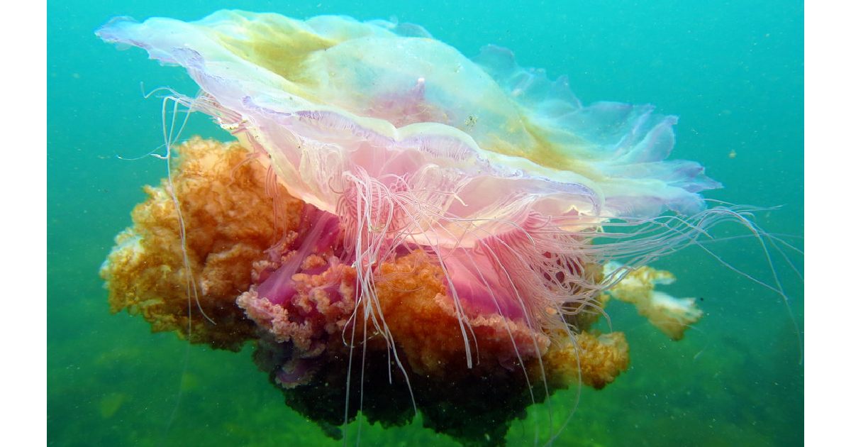 Lion’s Mane - largest jellyfishes in the world