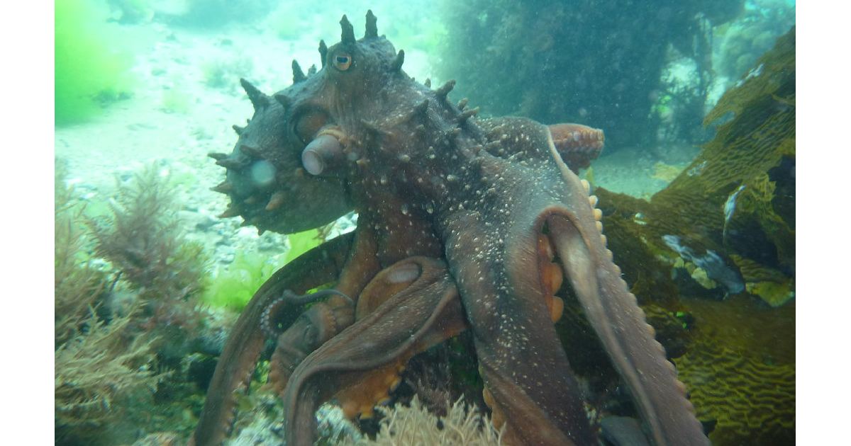 Maori Octopus (Octopus maorum) - largest octopus species in the world