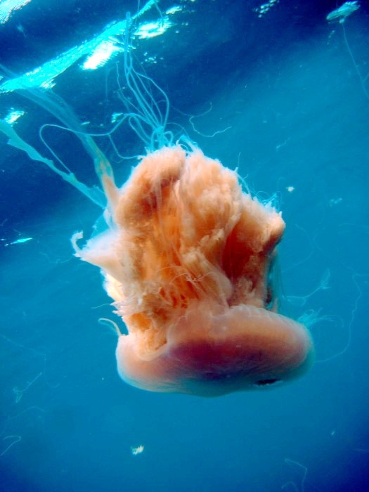 Pink Meanie - largest jellyfishes in the world