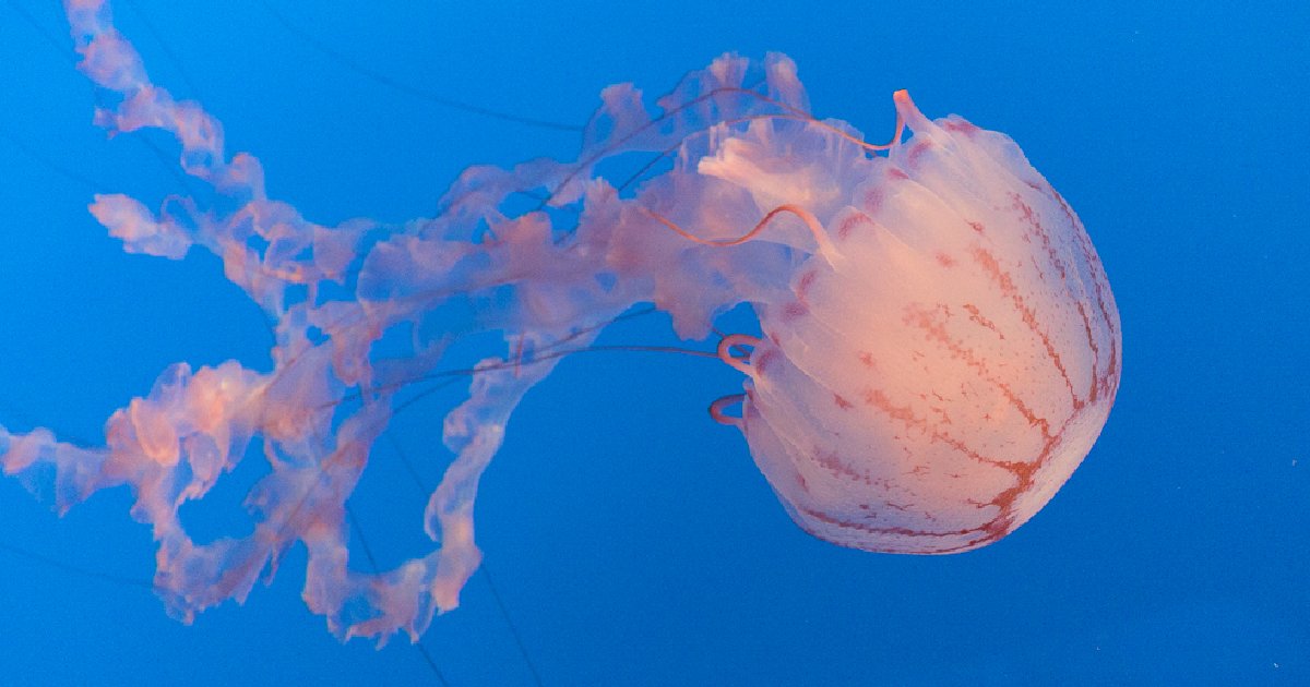 Purple Striped Jelly - largest jellyfishes in the world