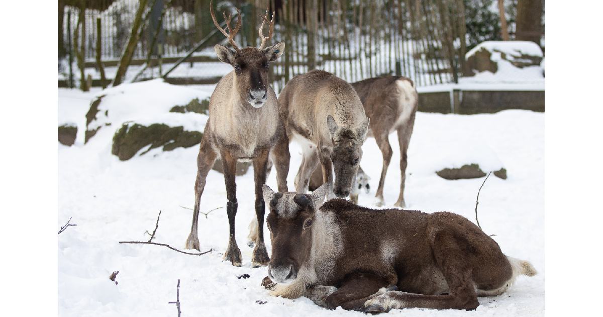 Reindeer (Rangifer tarandus) - largest deer species