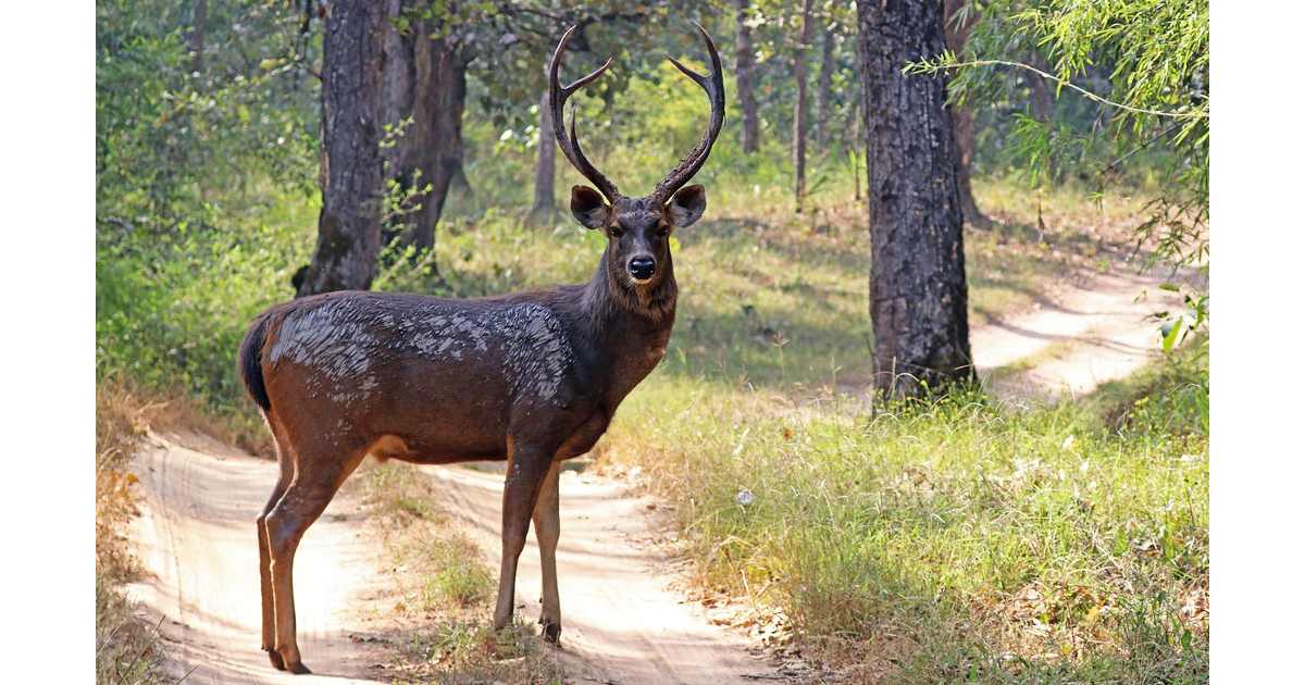 Sambar (Rusa unicolor) - largest deer species