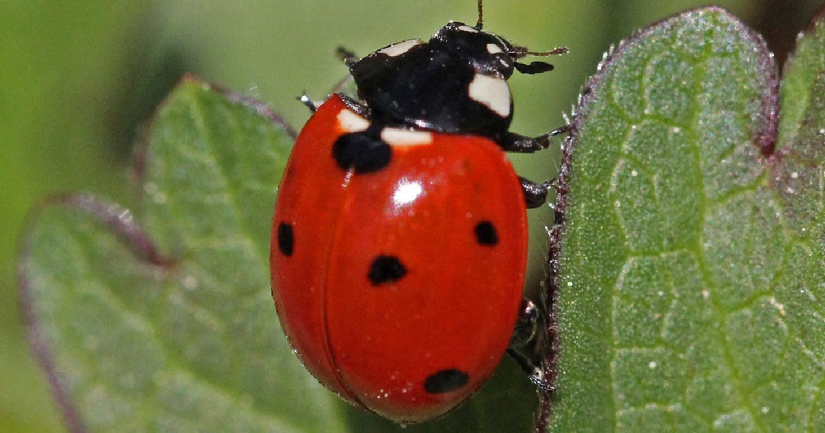 Seven-Spotted Ladybug - largest ladybugs in the world