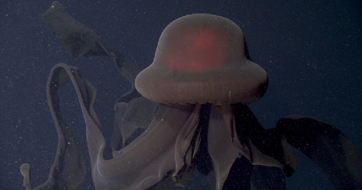 Stygiomedusa gigantea - largest jellyfishes in the world