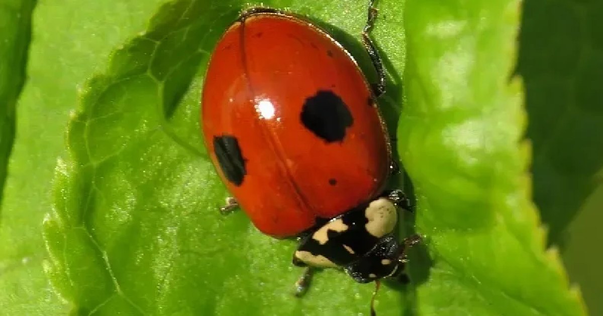 Two-Spotted Ladybug - largest ladybugs in the world