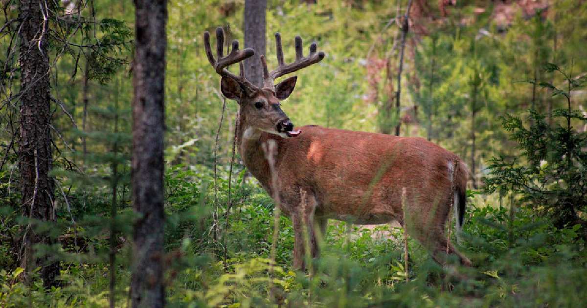 White-tailed Deer (Odocoileus virginianus) - largest deer species